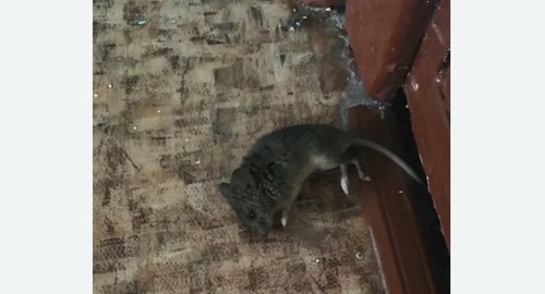 Дезинфекция от мышей в Южном Медведково города Москвы
